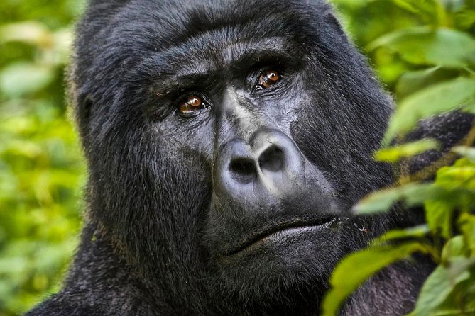 5 days gorilla & Wildlife safari in Uganda - What the $2,228.72 price really buys you