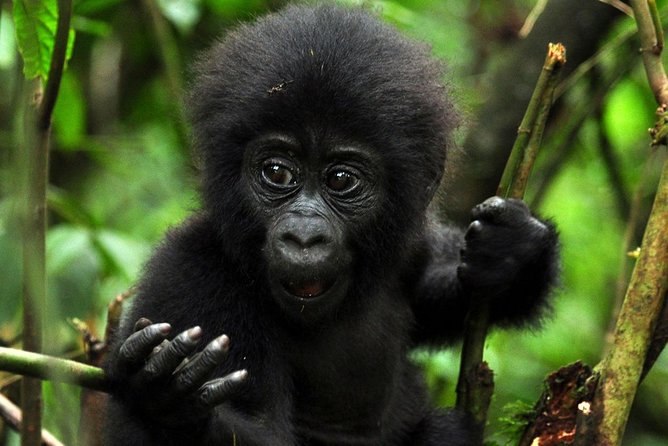 5 days gorilla & Wildlife safari in Uganda - Day 2: Gorilla trekking in Bwindi’s steep forest