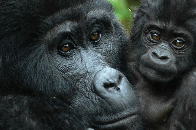 5 days gorilla & Wildlife safari in Uganda - Day 4: Early animals and the Kazinga Channel cruise