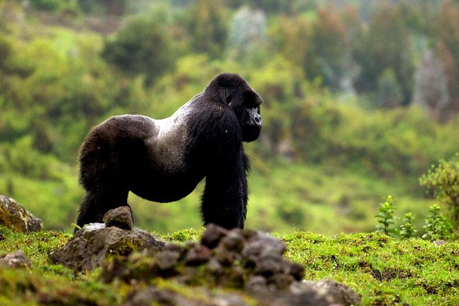 5 days gorilla & Wildlife safari in Uganda - Day 5: Chimpanzees in Kyambura Gorge, then Kampala