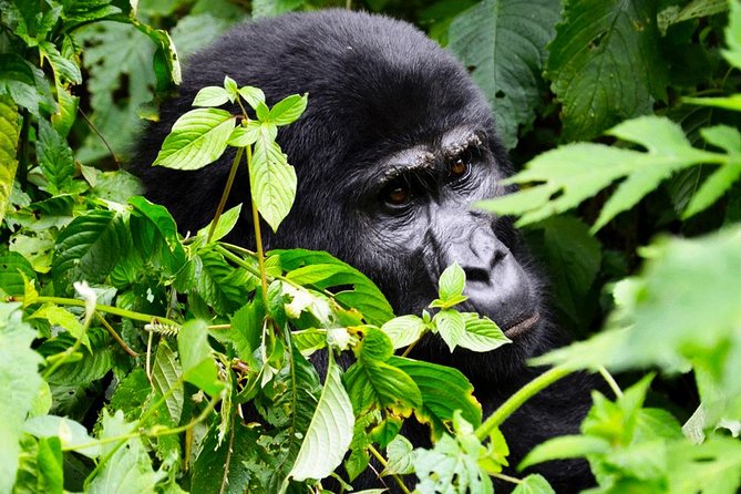 5 days gorilla & Wildlife safari in Uganda - Guides, comfort, and how the private format works