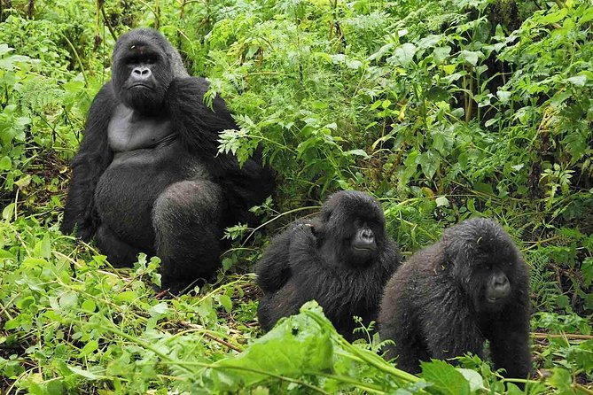 5 days gorilla & Wildlife safari in Uganda - Who should book this Uganda safari?