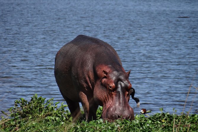 5 days gorillas and chimpanzee tracking - What the $2,877.31 price really covers