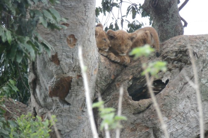5 days gorillas and chimpanzee tracking - Day three: Queen Elizabeth to Kisoro and Bwindi