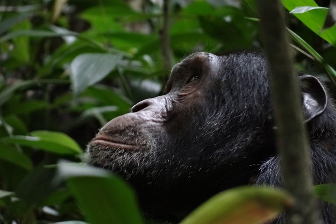 5 days gorillas and chimpanzee tracking - The guides and the human side of the trip