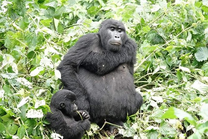 5 days gorillas and chimpanzee tracking - Who will enjoy this five-day route most