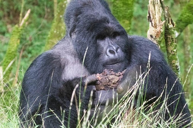 5 Days Uganda Gorilla, Chimpanzee and Wildlife Safari - Day 2: Chimpanzees in Kalinzu and hippos on the Kazinga Channel