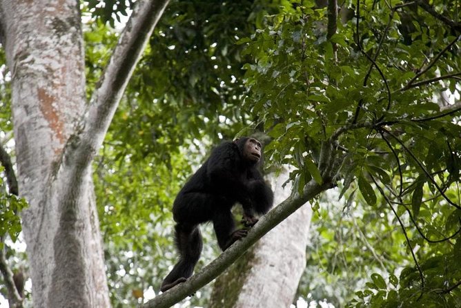 6 Day Gorilla tracking and Wildlife Safari - Day 5: Chimpanzees in Kyambura Gorge, then the Kazinga Channel