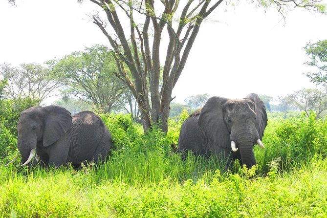 6 Day Gorilla tracking and Wildlife Safari - The private format and the guide