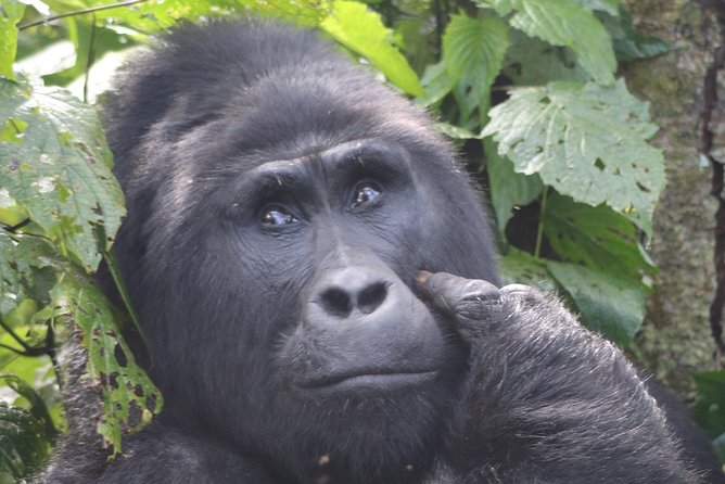 6 Day Gorillas, Golden Monkeys and Chimp Trek at Kibale - Day 1: Entebbe to Kibale through western Uganda