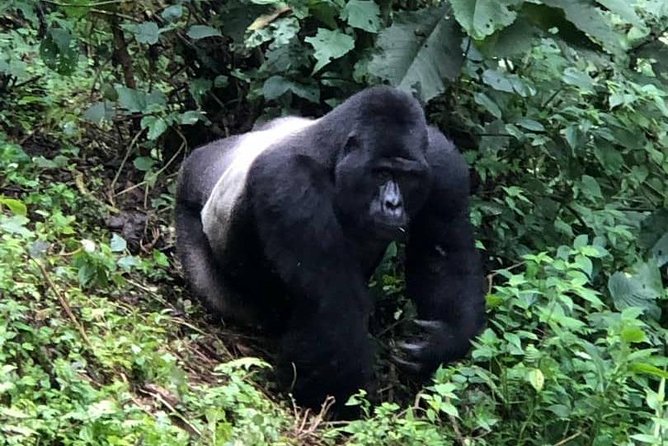 6 Day Gorillas, Golden Monkeys and Chimp Trek at Kibale - Day 3: Kasenyi plains and the road to Bwindi
