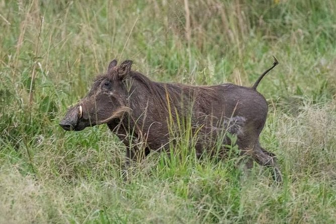 6 Day Gorillas, Golden Monkeys and Chimp Trek at Kibale - Day 6: Sunrise canoeing and the drive to Kigali