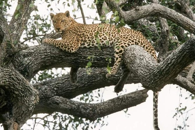 6-Day Murchison Falls, Chimp Trekking and Big Game Combo - Key points at a glance