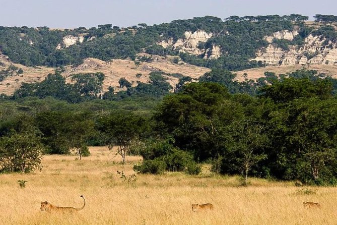6-Day Murchison Falls, Chimp Trekking and Big Game Combo - Day 1: Rhinos at Zziwa before Murchison Falls