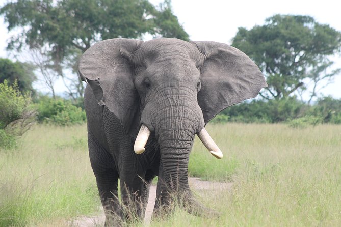 6-Day Queen Elizabeth and Mburo Luxury Safari - Day 3: Big mammals and the Kazinga Channel