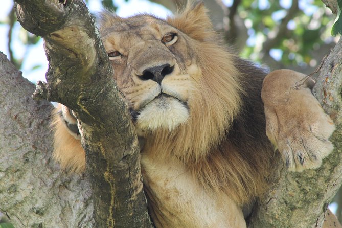 6-Day Queen Elizabeth and Mburo Luxury Safari - Day 5: A walking safari and the return to Entebbe