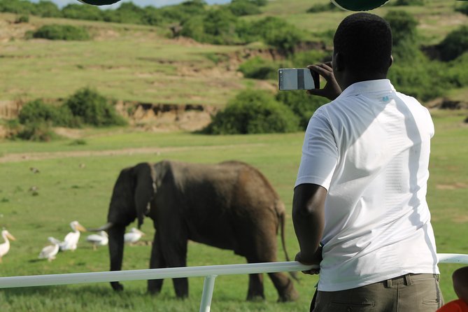 6-Day Queen Elizabeth and Mburo Luxury Safari - Day 2: Tea estates and the first Queen Elizabeth game drive
