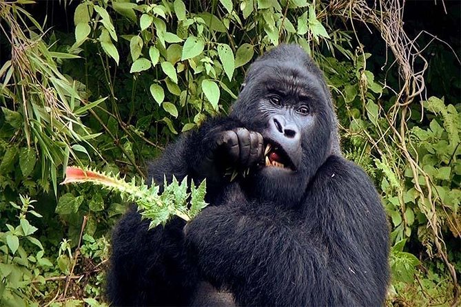 6 Days Chimps, Gorillas & Murchison Falls Africa's Big Five Experience Safari - Day 1: From Kampala to Murchison Falls and white rhinos