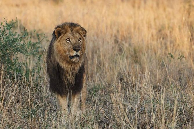 6 Days Chimps, Gorillas & Murchison Falls Africa's Big Five Experience Safari - Day 5: Gorilla trekking in Bwindi
