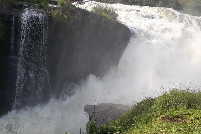 6 Days Chimps, Gorillas & Murchison Falls Africa's Big Five Experience Safari - Day 2: Game drive and a Nile cruise in Murchison Falls