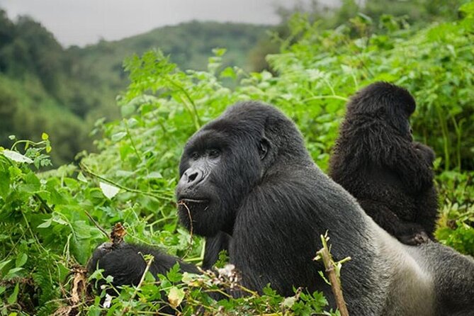 6 Days Uganda Gorilla, Chimps Trekking and Wildlife Safari - Day 2: The long road to Bwindi
