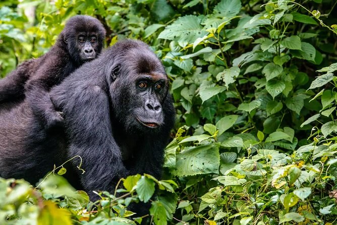 6 Days Uganda Gorilla, Chimps Trekking and Wildlife Safari - Guides, vehicle, and the private-tour advantage