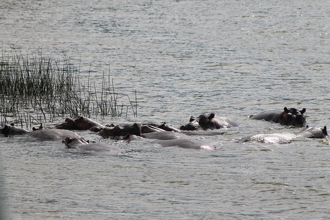 7-Day Murchison Falls, Chimps & Gorilla Trekking - What $3,000 buys you in practical terms