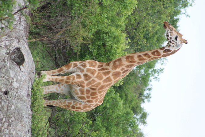 7-Day Murchison Falls, Chimps & Gorilla Trekking - Day 5: Equator stop, Ankole cattle, and Bwindi’s high country
