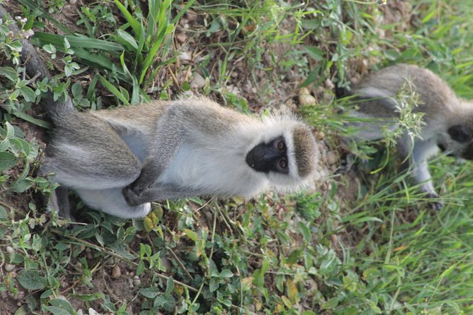 7-Day Murchison Falls, Chimps & Gorilla Trekking - Day 6: Gorilla trekking, then a calmer night at Lake Bunyonyi