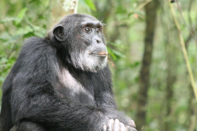 7-Day Murchison Falls, Chimps & Gorilla Trekking - Day 2: Game drive, Nile cruise, and the climb above the falls