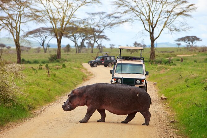 7-Day Private Uganda Gorilla Tracking Safari Tour From Entebbe - Day 5: Gorilla trekking in Bwindi Forest