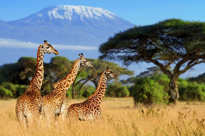 7-Day Private Uganda Gorilla Tracking Safari Tour From Entebbe - Day 6: Zebras and a boat ride at Lake Mburo