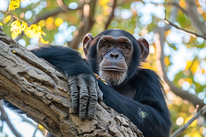 7-Day Private Uganda Gorilla Tracking Safari Tour From Entebbe - What the $2,999 price really covers