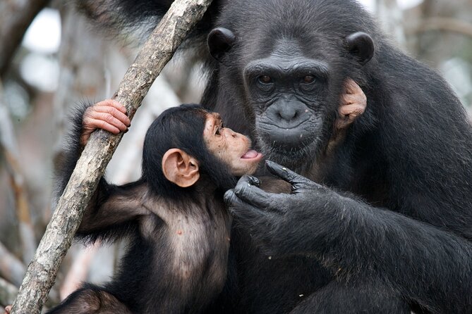 7-Day Private Uganda Gorilla Tracking Safari Tour From Entebbe - Day 3: Lions, elephants, and the Kazinga Channel