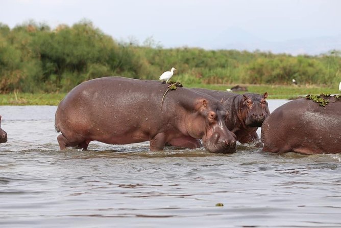7-Day Uganda Adventure Safari - Midrange Lodges - What the $2,915 price really buys you