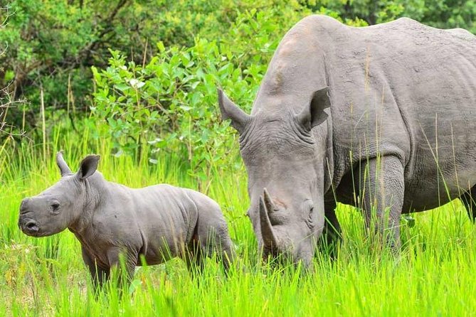 7-Day Uganda Adventure Safari - Midrange Lodges - Day 3: Murchison’s game drive and the Nile boat launch