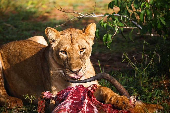 7-Day Uganda Adventure Safari - Midrange Lodges - The guide and group setup