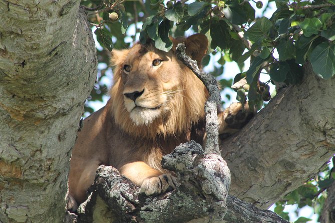 7-Day Wildlife Adventure Safari - Why This Seven-Day Route Works