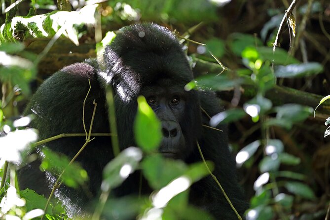 7 Days Flying Gorillas and Wildlife Safari Uganda Private Tour - Day 3: Hippos and water birds on Kazinga Channel