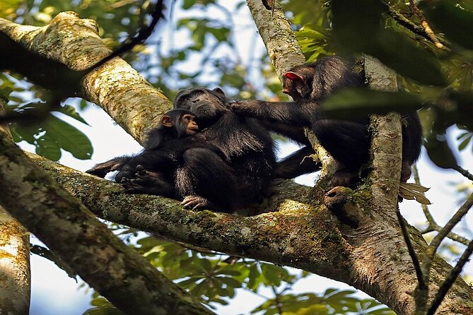 7 Days Flying Gorillas and Wildlife Safari Uganda Private Tour - Day 1: Forest birds and primates around Kibale