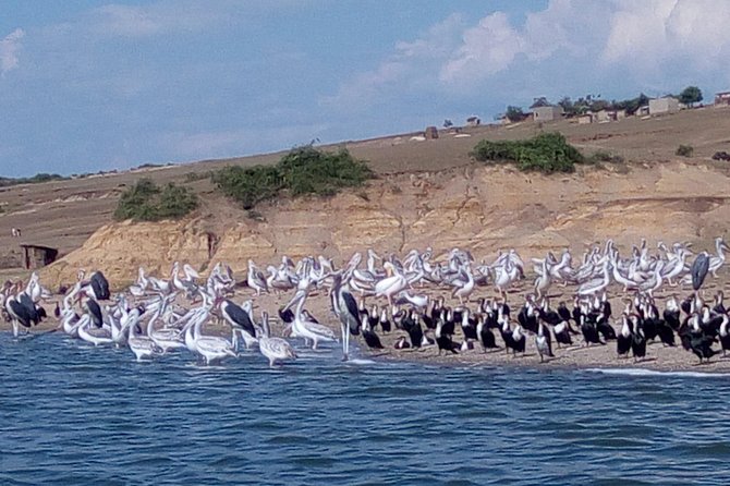7 Days Fort Portal Culture Tour Western Uganda - Queen Elizabeth National Park by safari vehicle and boat