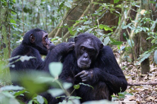 7 Days Fort Portal Culture Tour Western Uganda - What the $1,500 price covers