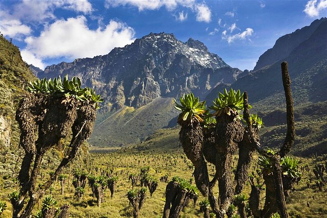 7 Days Rwenzori Summit (Margherita Peak) Hike - Why Margherita Peak is worth the effort