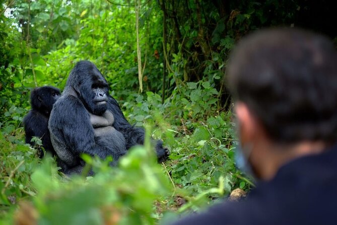 8-Day Classic Uganda Primates & Wildlife Tour - Day 3: Sunrise wildlife, tea country, and Bwindi