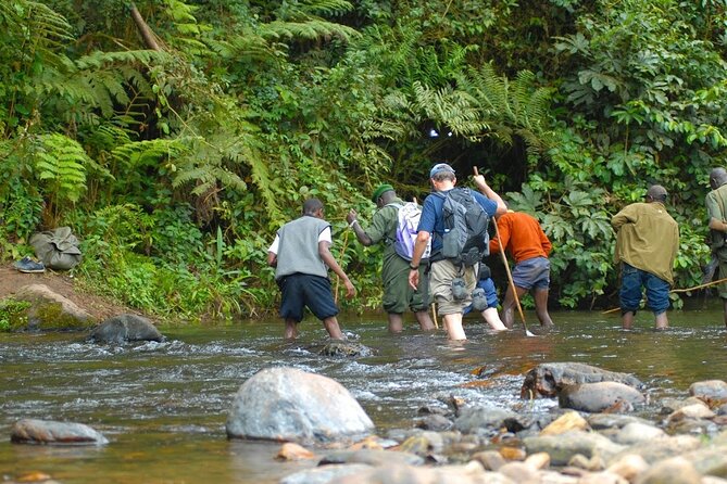 8-Day Classic Uganda Primates & Wildlife Tour - Day 6: Queen Elizabeth and the Kazinga Channel