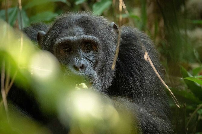 8-Day Classic Uganda Primates & Wildlife Tour - Day 7: Chimpanzees and Bigodi Wetlands