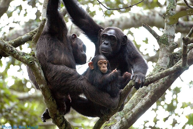 8-Day Murchison Falls, Chimp and Epic Gorilla Trekking - Key points before you book