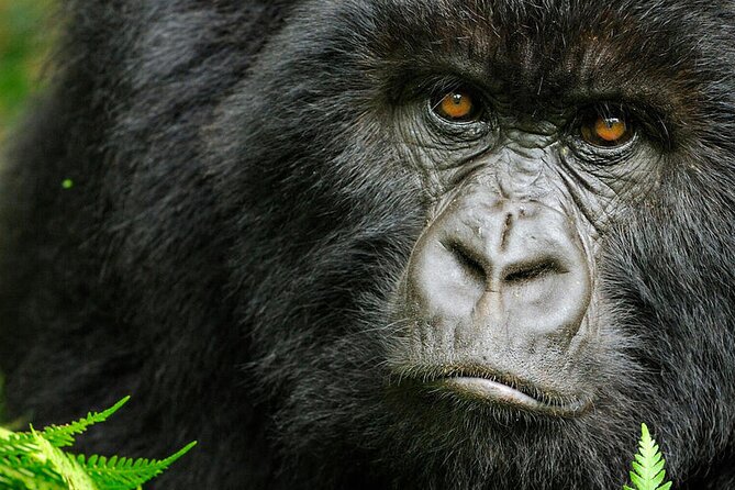 8-Day Murchison Falls, Chimp and Epic Gorilla Trekking - What this eight-day Uganda safari is really like