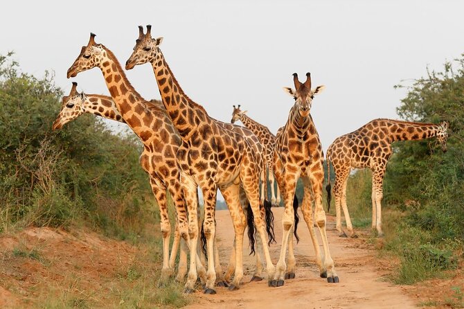 8-Day Murchison Falls, Chimp and Epic Gorilla Trekking - Day 4: Chimpanzee trekking in Kibale Forest