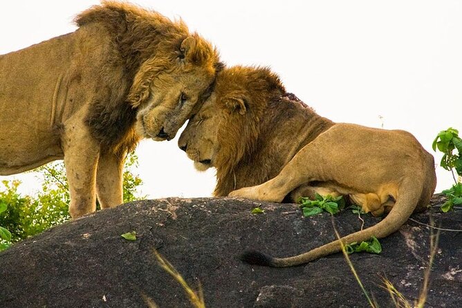 8-Day Murchison Falls, Chimp and Epic Gorilla Trekking - Day 6: Ishasha and the road toward Bwindi